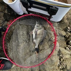 チヌ釣り　日生沖