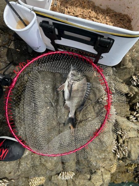 チヌ釣り　日生沖