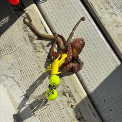 明石タコ釣り