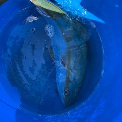 タイラバしたりして4目達成