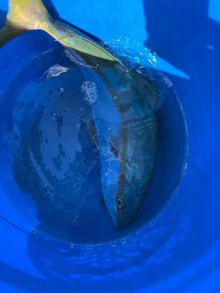 タイラバしたりして4目達成