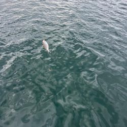 サビキ釣りとノマセ