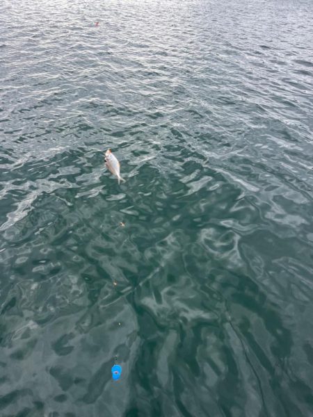 サビキ釣りとノマセ