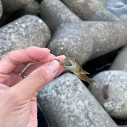 ライトゲーム…