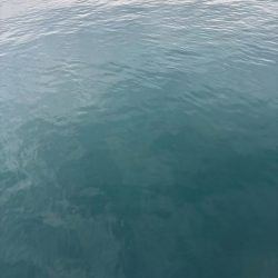 デイエギング 短時間でも釣れた