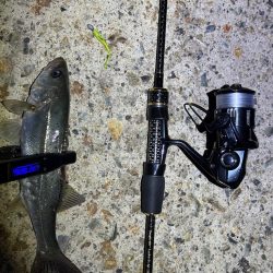 夜のライトゲーム