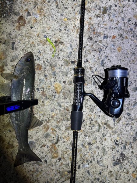 夜のライトゲーム