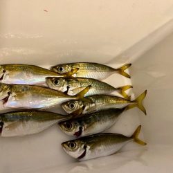 アジは夕まずめだけ