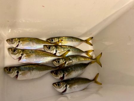 アジは夕まずめだけ