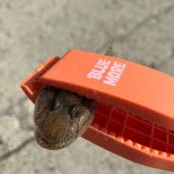 昼からのキス釣り