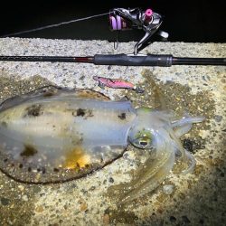 春アオリ🦑!開幕!!(^o^)/