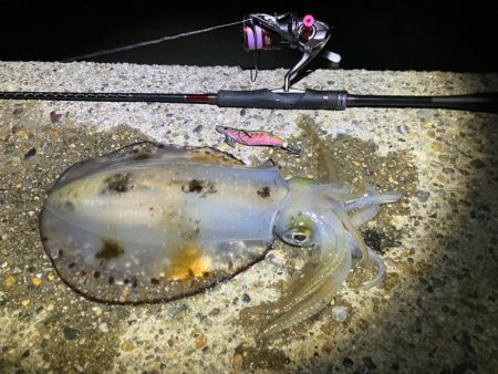 春アオリ🦑!開幕!!(^o^)/