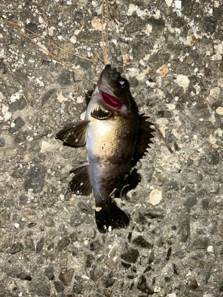 フロートメバリング