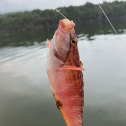 初のエサ釣り(イサキ)