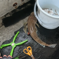 渋すぎヒトツテンヤ