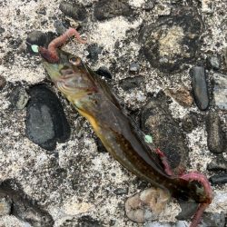 昼からのちょい投げ