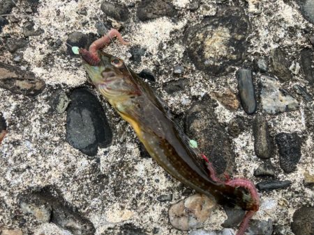 昼からのちょい投げ