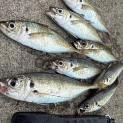 アジングでロックフィシングも！