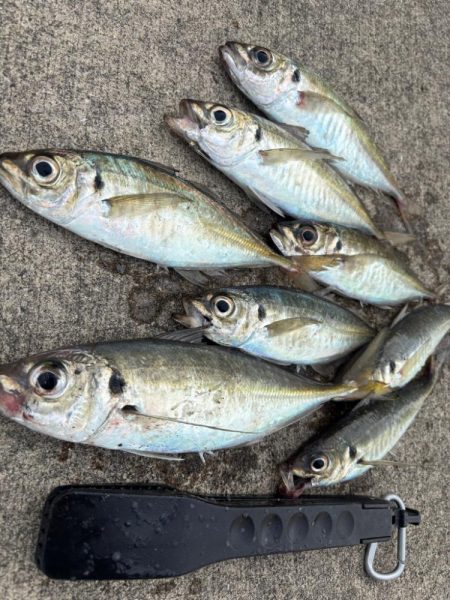 アジングでロックフィシングも！