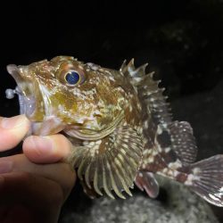 メバリングのつもりが・・・