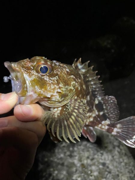 メバリングのつもりが・・・