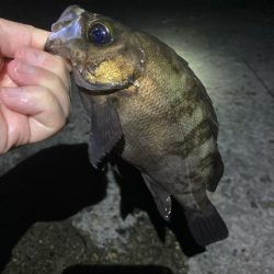 深夜のメバリング