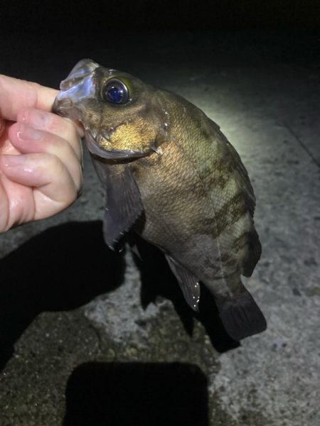 深夜のメバリング