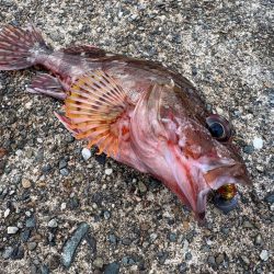 親イカを求めて…