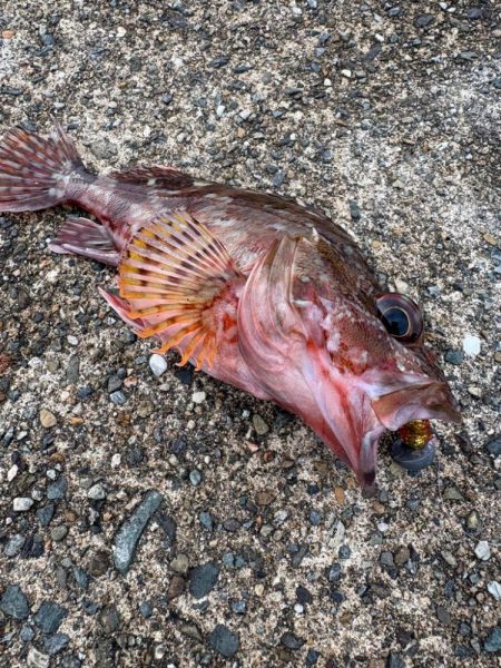 親イカを求めて…