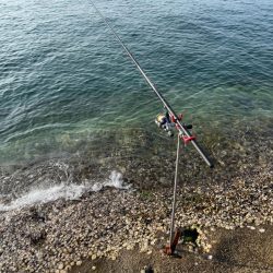 春アオリイカ 2