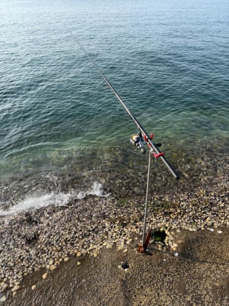 春アオリイカ 2