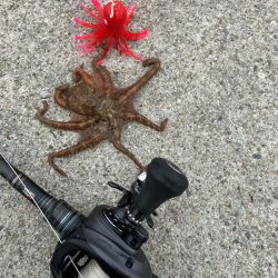 今年初の大阪湾奥。蛸散歩。。