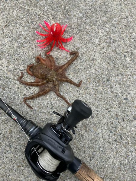 今年初の大阪湾奥。蛸散歩。。