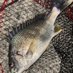 ヘチってきました