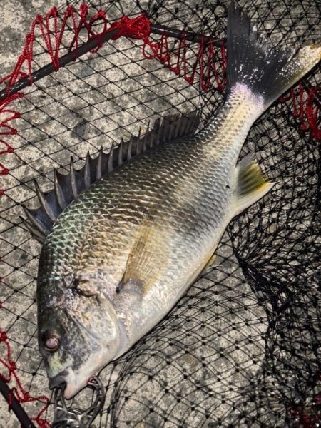 ヘチってきました