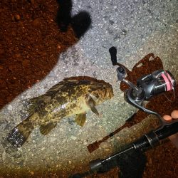 久々のライトゲーム