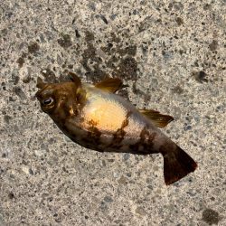 ライトメバリング