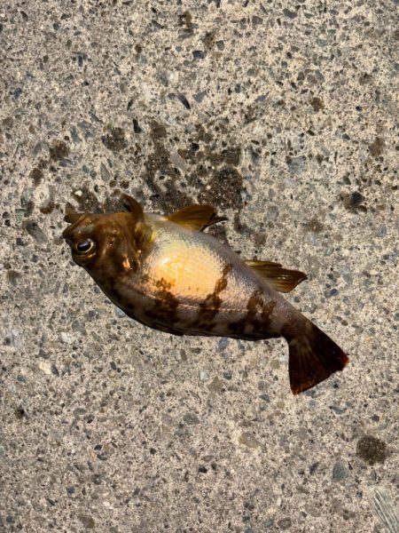 ライトメバリング