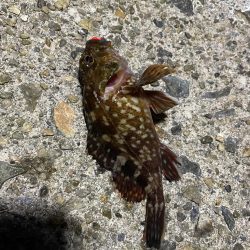 初メバリングで良型メバル!!