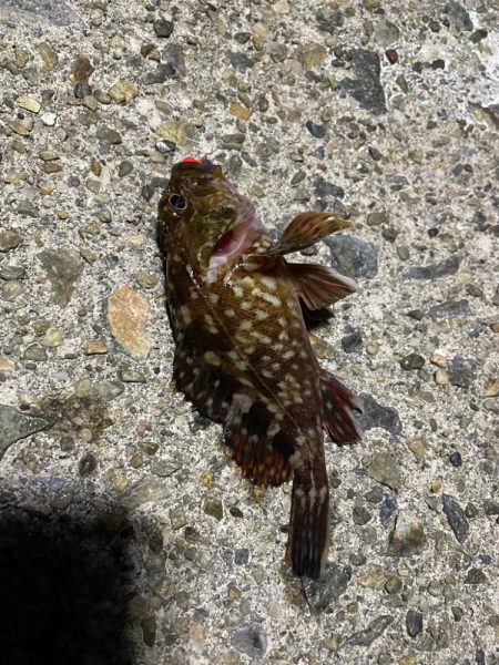 初メバリングで良型メバル!!