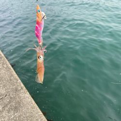 エギングからのアジング