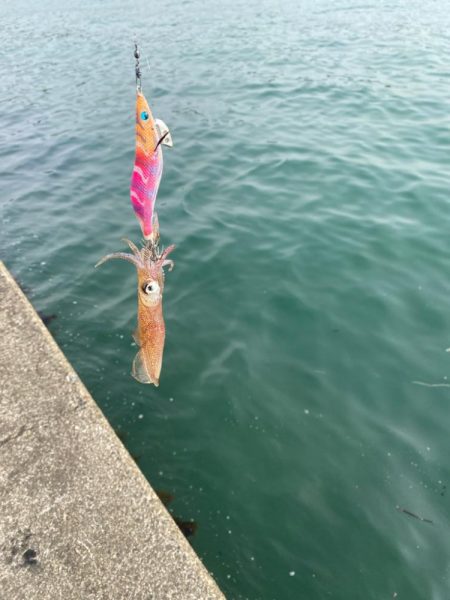 エギングからのアジング