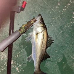 久々に楽しかった