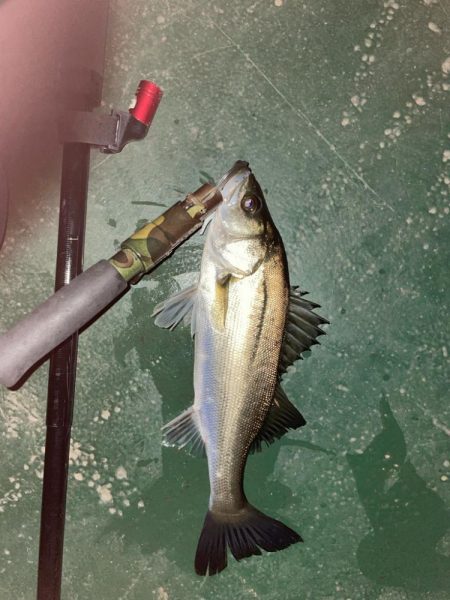 久々に楽しかった