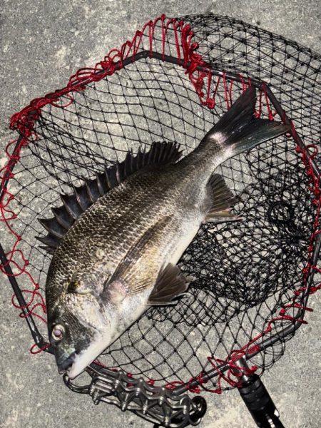 ヘチってきました