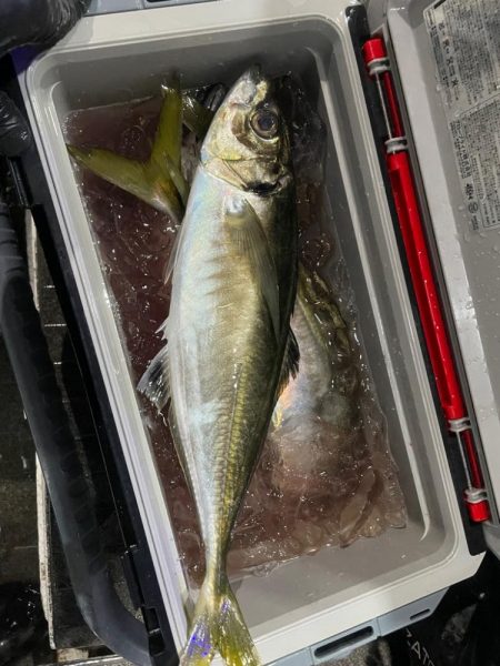 ナイトバチコン