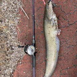 雨の後は良く釣れる