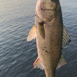 シーバスイワシパターン