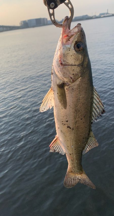 シーバスイワシパターン