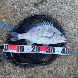 キビレ4、チヌ1